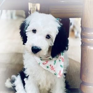 Meet your Posher, Sally